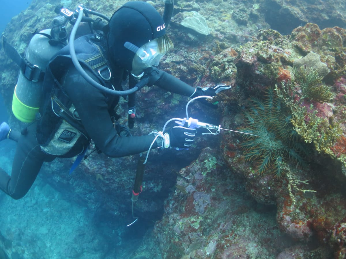 オニヒトデ駆除活動