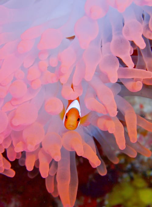 宮古島の美しいサンゴ礁とシュノーケリング