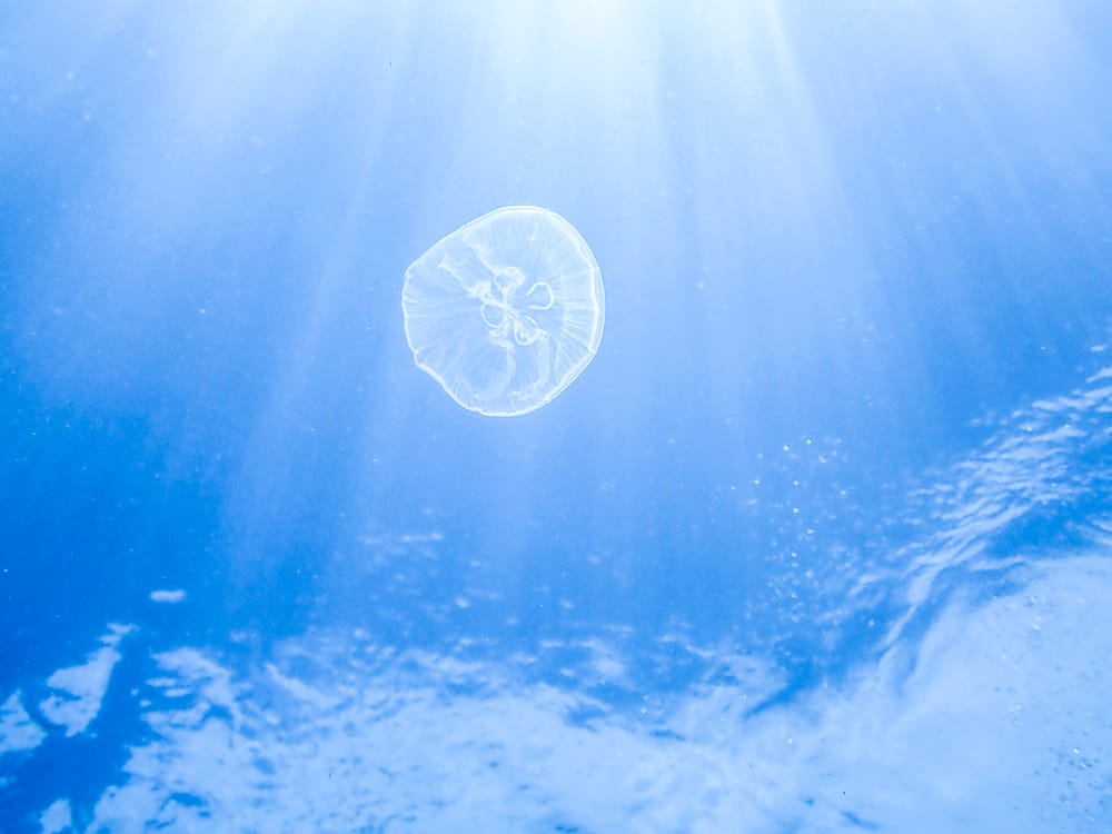 宮古島の海洋環境