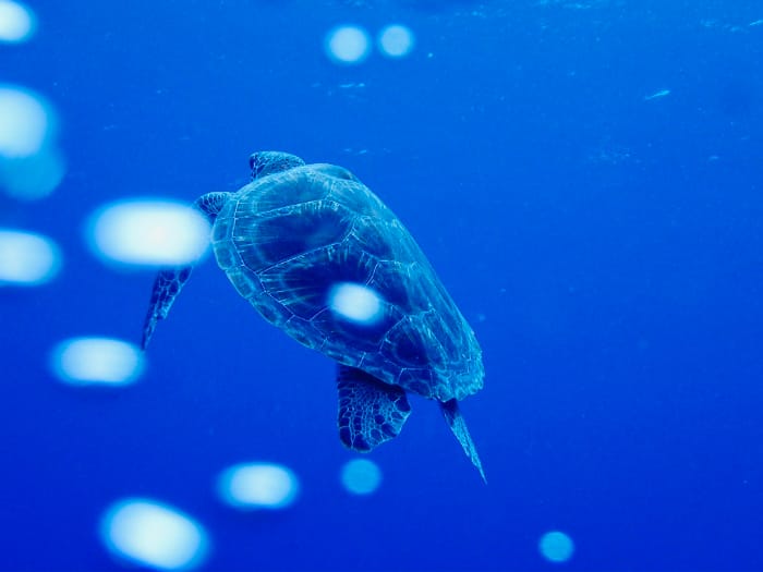 マリンアクティビティ風景