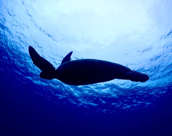 加盟ショップを探す